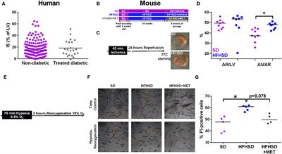 Myocardial Ischemia-Reperfusion and Diabetes: Lessons Learned From Bedside to Bench